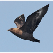 Adult (dark morph). Note: broad wings, thick bill, prominent underwing flashes and upperwing primary shafts.